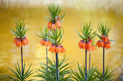 Close-up of orange flowers blooming outdoors