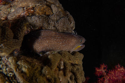 Close-up of fish underwater