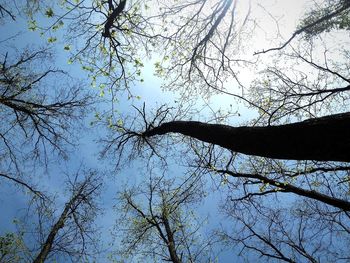 Low angle view of bare tree against sky