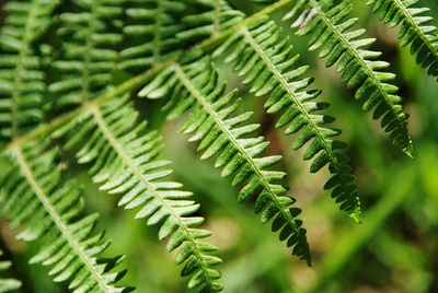 Close-up of fern leaves