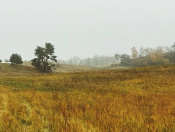 Scenic view of field against clear sky