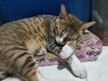 Close-up of cat sleeping at home