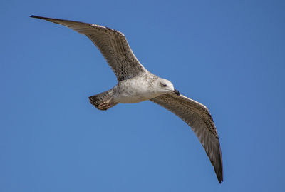 Low angle view of eagle flying against clear blue sky