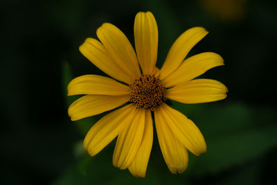 Close-up of yellow flower