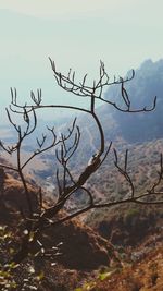 Bare tree against sky