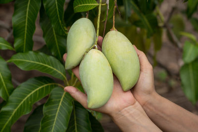 Close-up photo of hand holding a mango fruit.