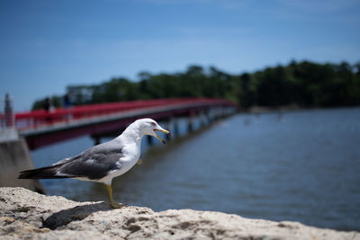 Side view of seagull perching on rock