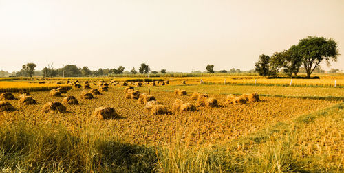 Scenic view of field against clear sky