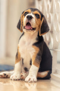 pet