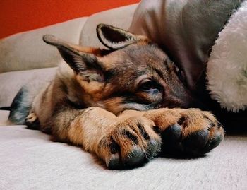 Close-up of dog sleeping on sofa