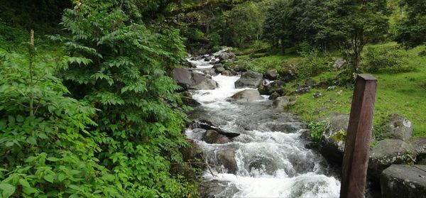 Scenic view of waterfall in forest