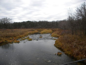 Scenic view of river in forest against sky