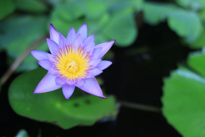 Close-up of lotus water lily in pond