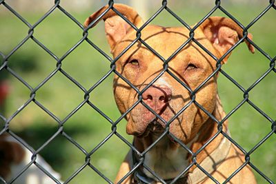 Close-up of monkey in cage at zoo