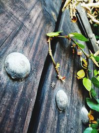 High angle view of crab on wood