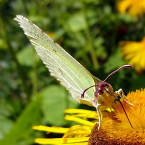 Close-up of dragonfly