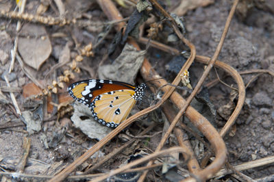 Butterfly perching on leaf