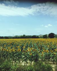 Scenic view of yellow flowers growing on field against sky