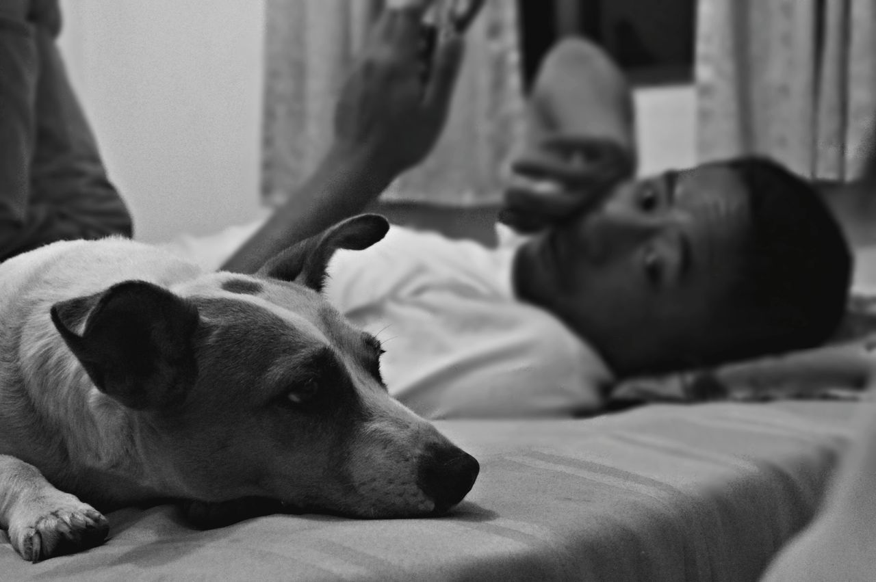 dog, pets, indoors, domestic animals, animal themes, mammal, home interior, one animal, relaxation, togetherness, lying down, bed, resting, bonding, sofa, focus on foreground, love, portrait, looking at camera