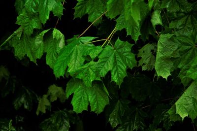 Close-up of fresh green  oak leaves  in rain  ny