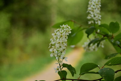 Close-up of flowering plant