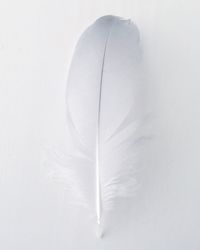 Close-up of white object over white background