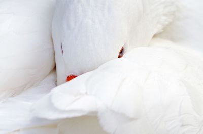 Close-up of white bird