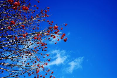 Low angle view of tree against blue sky