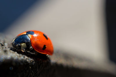 Close-up of ladybug