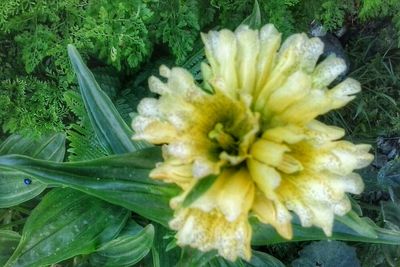 Close-up of yellow flowers