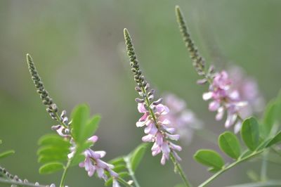 Close-up of flowering plant