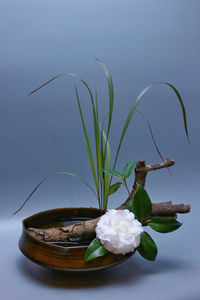 Close-up of white flowering plant on table