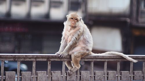 Monkey sitting on railing