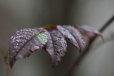 Close-up of leaves