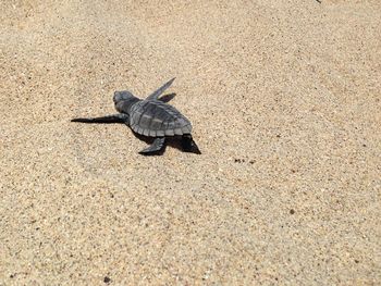 Lizard on sand at beach