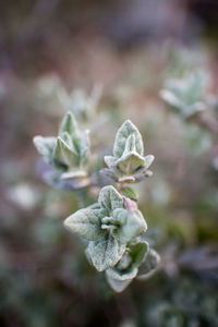 Close-up of white flowering plant