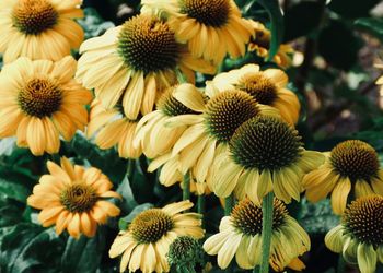 Close-up of yellow flowering plant