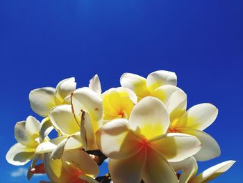 Low angle view of white flowering plants against blue sky