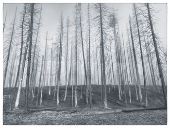 View of trees in forest