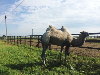 Horse standing on field against sky