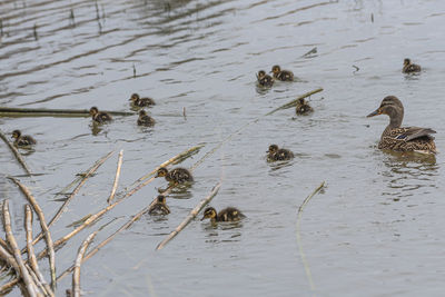 View of birds swimming in lake