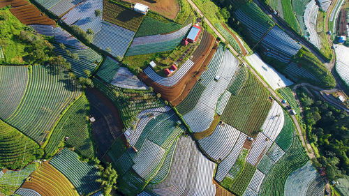 Famous jatiluwih rice terraces on bali during sunrise, indonesia