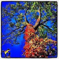 Low angle view of tree against blue sky