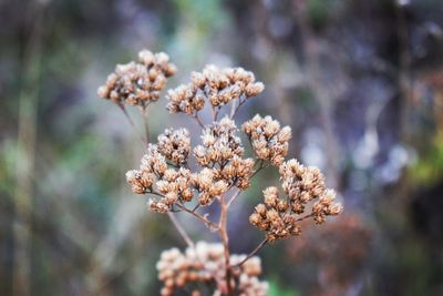Close-up of flowering plant