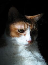 Close-up portrait of cat against black background