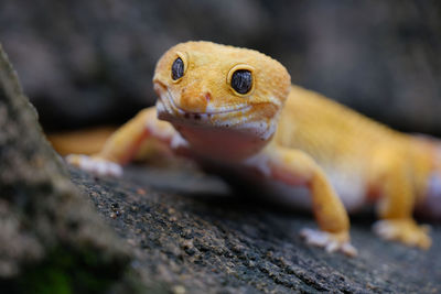 A gecko lizard looks smiling when taken a photo in batam, indonesia.
