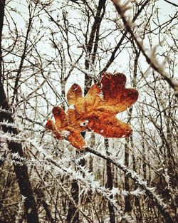 Close-up of tree during winter