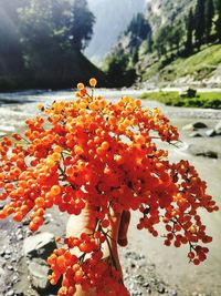 Close-up of red flowering plant