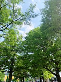 Low angle view of trees against sky