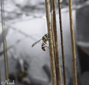 Close-up of insect on leaf